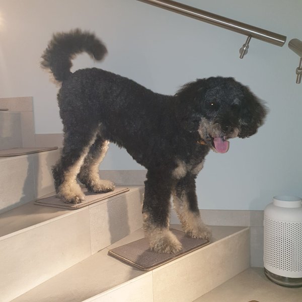 Treppenstufen für Hunde