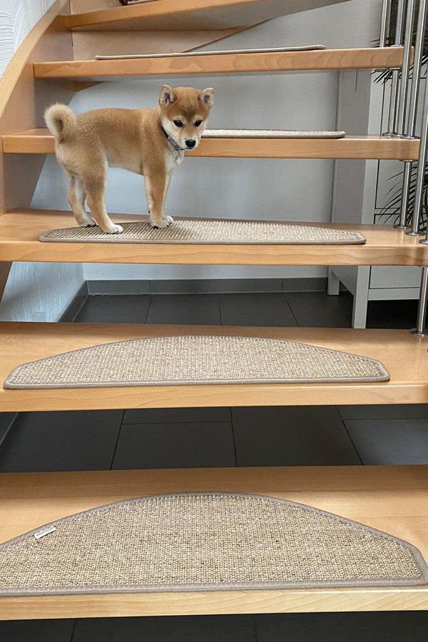 Stufenmatten für Hunde aus Sisal