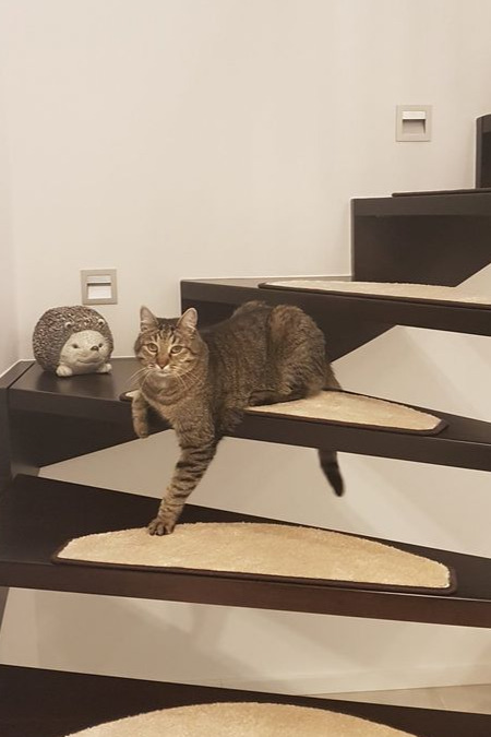 Treppenmatten für Katzen