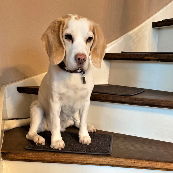 Treppenteppich für kleine Hunde