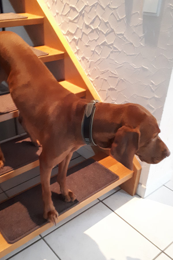 Treppenstufen für große Hunde