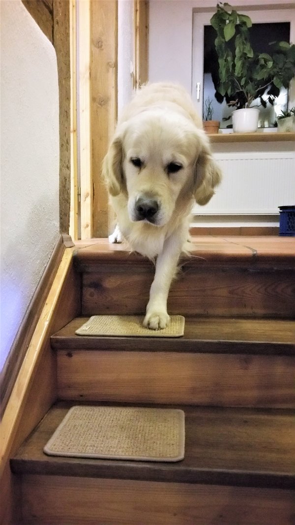 BELLOsteps® Stufenauflagen für große Hunde