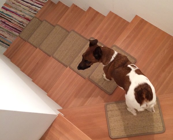 Treppenmatten für Hunde ohne Klebestreifen