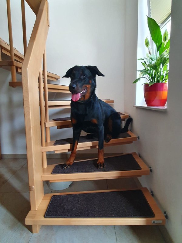 Treppenmatten für Hunde ohne Kleber