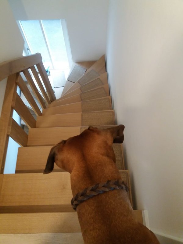 BELLOsteps® Stufenauflage selbsthaftend 35x23cm für große Hunde aus Sisal