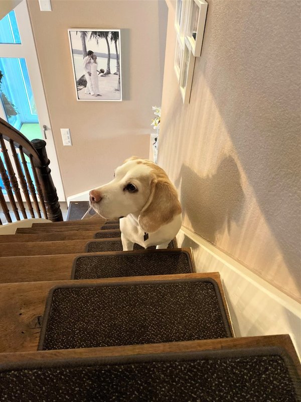 Treppenmatte selbsthaftend 28x23cm für kleine Hunde Cayenne braun