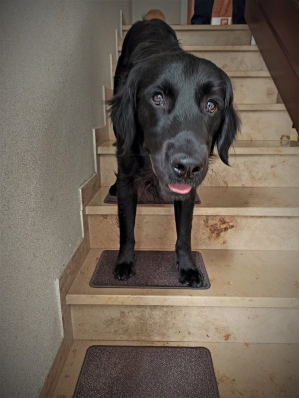 Stufenauflage selbsthaftend 35x23cm für grosse Hunde Cayenne braun ab 13 St