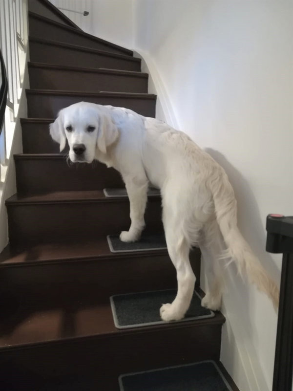 Treppenstufen Schutz anthrazit selbsthaftend für grosse Hunde heller Rand