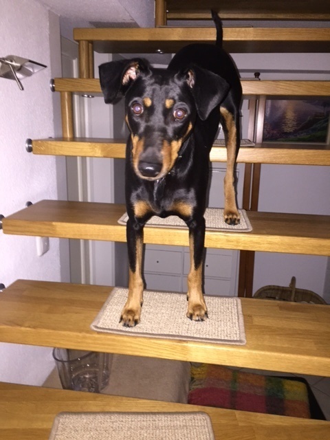 Stufenmatte selbsthaftend 28x23cm für kleine Hunde aus Sisal ab 13 Stück